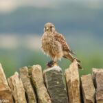 Yorkshire Photography Hides